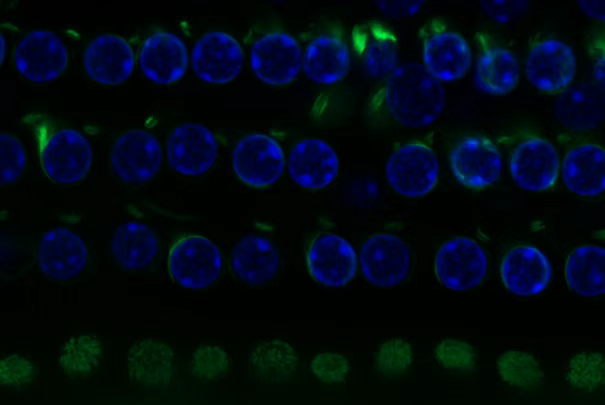 54296b4e-64ef-4f29-8878-91f54c8b204e.png