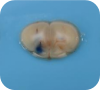6a0c07eb38903.png image.png